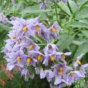 Solanum crispum 'Glasnevin'